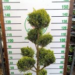 Cyprusovec leylandský (Cupressocyparis leylandii) ´CASTLEWELLAND GOLD´ - výška 120-130 cm, kont. C18L - POMPONS 